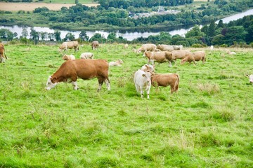 Obraz premium scenery of Scotland in England