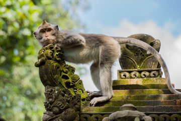 Affe in einem Tempel in Bali