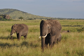 Naklejka na ściany i meble Elephant in Serengeti