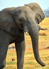 Fototapeta na wymiar Portrait of a large bull elephant on the African Plains in Hwange, Zimbabwe