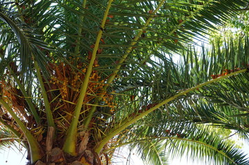 Plakat Palm tree