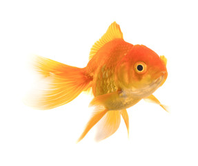 Goldfish on White Background