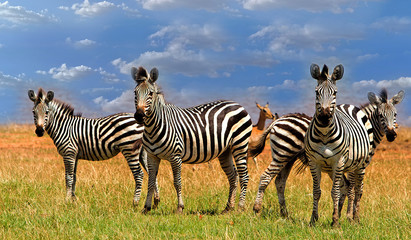 Fototapeta na wymiar Dazzle of Zebras standing on the lush plains next to Lake Kariba, Zimbabwe, Africa
