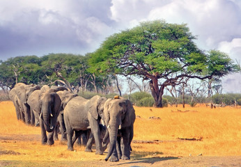 Elepjhants walking across the lush plains in matusdona, Zimbabwe