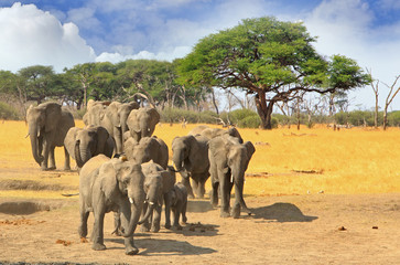 Fototapeta na wymiar African Elephants walking across the african plains with acacia trees in the background