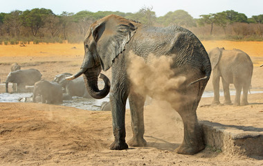 Fototapeta na wymiar Elephant spraying dust over itself to keep cool in Hwange, Zimbabwe