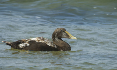Eider