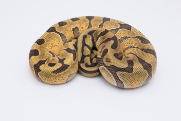 Fototapeta premium ball python snake on white background