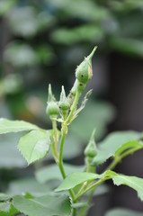 Rose buds with some insects