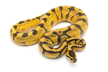 ball python snake on white background