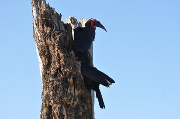 Southern ground hornbill © Yann