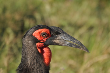 Southern ground hornbill