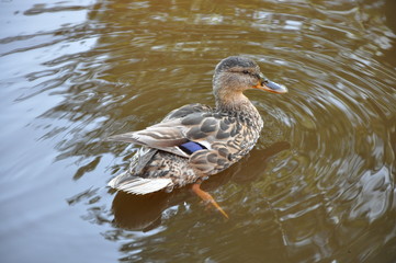 Duck on water