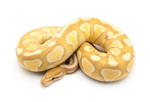 ball python snake reptile