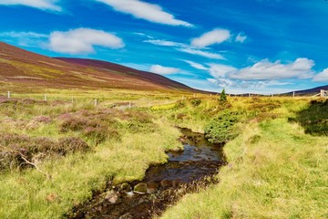violet heath hills of the Scottish highlands in summer under the blue sky