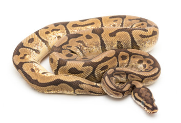 ball python snake reptile