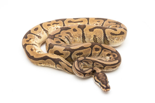ball python snake reptile