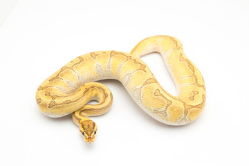 Obraz premium ball python snake reptile
