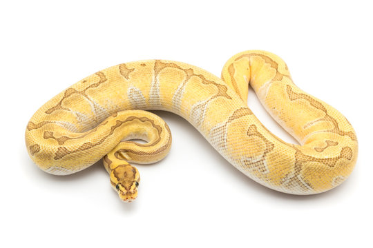 ball python snake reptile