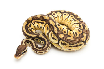 ball python snake reptile