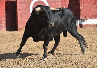 bull