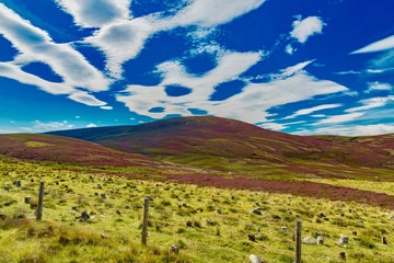 hills of purple heather blossoms in the Highlands of Scotland in England