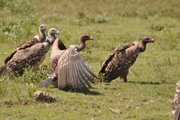 African vulture