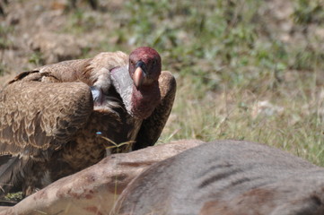 African vulture