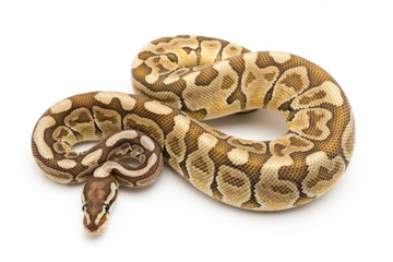 ball python snake reptile