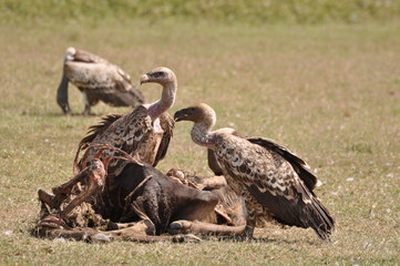 African vulture