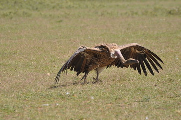 African vulture