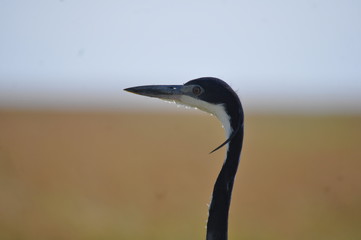 heron