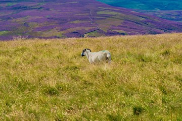 Fototapeta premium animals in Scotland Highland pastures