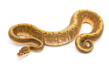 ball python snake reptile