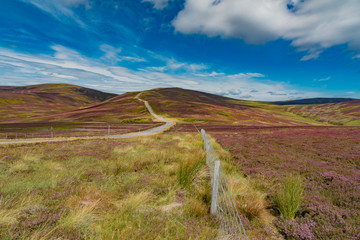 hills of purple heather blossoms in the Highlands of Scotland in England