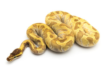 Obraz premium ball python snake reptile