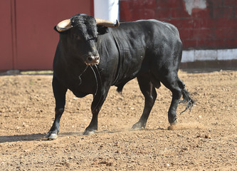 bull