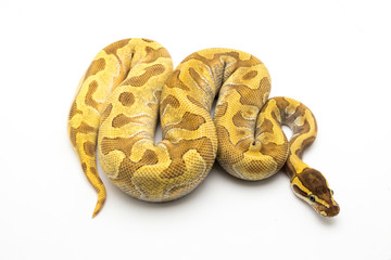 ball python snake reptile