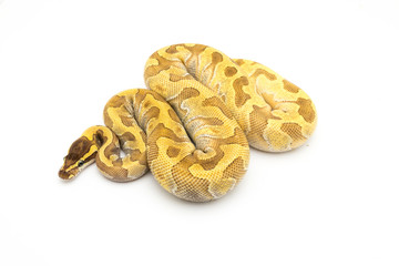 ball python snake reptile