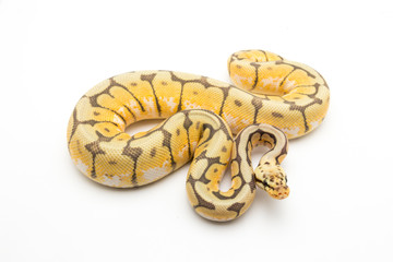 ball python snake reptile