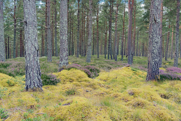 green forest of the Scottish Highlands in summer