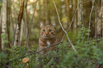 Naklejka na ściany i meble Cat playing in forest and looking at camera