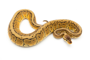 ball python snake reptile