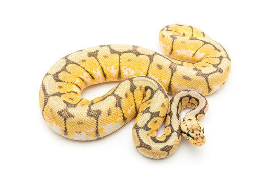 ball python snake reptile