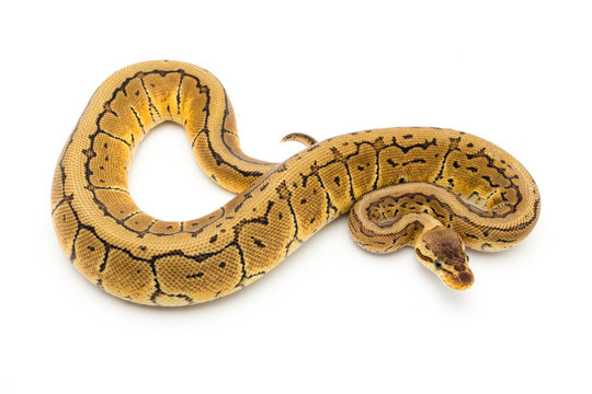 ball python snake reptile