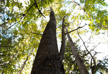 Tree in rich autumn colors shot in upward perspective