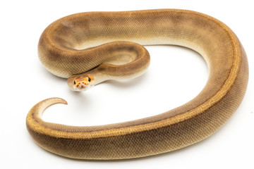 ball python snake reptile