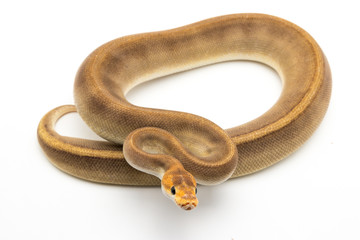 ball python snake reptile