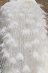 Close-up of leucistic Indian Peacock's (Indian peafowl or blue peafowl (Pavo cristatus)) feathers.