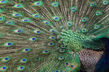 Obraz premium Close-up of a colorful Peacock (Indian peafowl or blue peafowl (Pavo cristatus)) displaying.